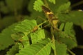 Shield Bug, Pentatomidae. Aarey milk colony, Mumbai