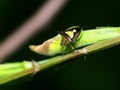 Shield Bug Perched On The Flower Bud Of A Weed Royalty Free Stock Photo