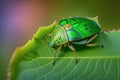 Shield bug Pinthaeus sanguinipes on a leaf of green Royalty Free Stock Photo
