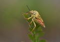 Shield bug on a plant Royalty Free Stock Photo