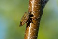 Shield bug in spring sunlight Royalty Free Stock Photo