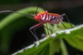 A shield bug standing on green leaf Royalty Free Stock Photo