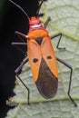 A shield bug standing on green leaf Royalty Free Stock Photo