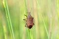 Pentatomidae stink bug or shield bug , Hemiptera insect Royalty Free Stock Photo