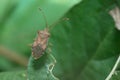 Shield bug or stink bug on green leaf Royalty Free Stock Photo