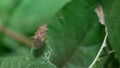 Shield bug or stink bug on green leaf