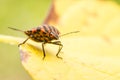 Shield Bug Or Stink Bug Insect Macro