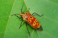 Shield bug on a leave