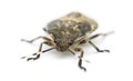 Shield Bug, Troilus luridus