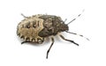 Shield Bug, Troilus luridus