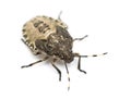 Shield Bug, Troilus luridus, against white background