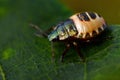 Shield Bug Troilus luridus
