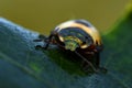 Shield Bug Troilus luridus