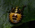 Shield Bug Troilus luridus