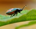 Shield Bug Troilus luridus