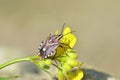 Shield bug or stink bug on yellow flower , Hemiptera insect , Pentatomidae Royalty Free Stock Photo