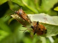 Shield bugs, Elasmucha ferrugata on blueberry leaf Royalty Free Stock Photo