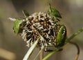 Shield bugs on a flower head Royalty Free Stock Photo