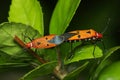 Shield Bugs Mating Royalty Free Stock Photo