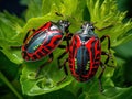 Shield bugs mating Royalty Free Stock Photo