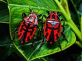 Shield bugs mating Royalty Free Stock Photo