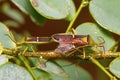 Shield bugs mating, Sanjay Gandhi National Park Royalty Free Stock Photo