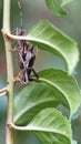 Shield bugs mating Royalty Free Stock Photo