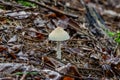 Shield dapperling also known as the shaggy-stalked Lepiota in forest