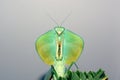 Shield mantis Royalty Free Stock Photo