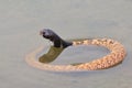 Shield-nosed Black-headed Cobra - Venomous Snake Background - Rare Snakes