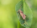 Shield stink bug on the leaf