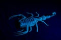 Shield Tailed Scorpion Apistobuthus pterygocercus under black light in the middle east on the sand at night. side view Royalty Free Stock Photo