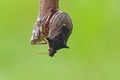 Shieldbug