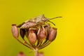 Shieldbug on flower Royalty Free Stock Photo