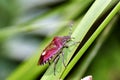 Shieldbug, green leaves.(Dolycoris baccarum)