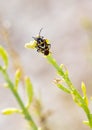 Shieldbug on plant Royalty Free Stock Photo
