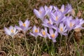 Shift to the right cluster of spring crocuses Royalty Free Stock Photo