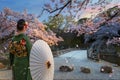 Young Japanese Woman in a traditional Kimono dress with full bloom cherry blossom at Hikone Castle in Shiga, Japan Royalty Free Stock Photo