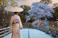 Young Japanese Woman in a traditional Kimono dress with full bloom cherry blossom at Hikone Castle in Shiga, Japan Royalty Free Stock Photo