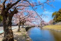 Beautiful full bloom cherry blossom at Hikone castle moat in Shiga, Japan Royalty Free Stock Photo