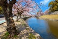 Beautiful full bloom cherry blossom at Hikone castle moat in Shiga, Japan Royalty Free Stock Photo