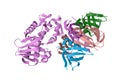 Shiga toxin produced by bacteria Shigella dysenteriae. Ribbons diagram with differently colored protein chains based on