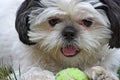 Shih Tsu and Ball Royalty Free Stock Photo