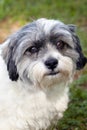 Shih Tsu and Jack Russell Terrier mix Royalty Free Stock Photo