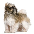 Shih Tzu, 1 year old, standing Royalty Free Stock Photo