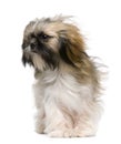Shih Tzu, 1 year old, with windblown hair Royalty Free Stock Photo