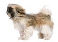 Shih Tzu, 1 year old, windswept and standing Royalty Free Stock Photo