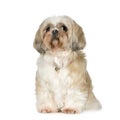 Shih Tzu (11 years)