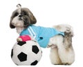 Shih Tzu, 18 months, dressed with soccer ball