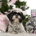 Shih Tzu, 18 months old, lying with Christmas